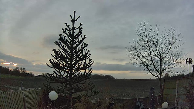 Day Tree