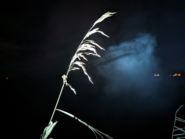 Grass