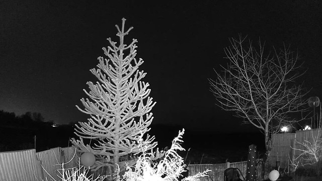Night Tree